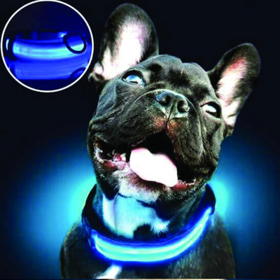 PARENCE – Collier Lumineux pour Chien, 3 Modes (M)