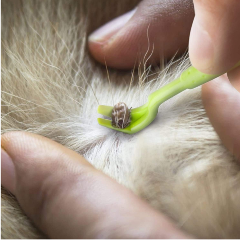 Crochets à Tiques – Lot de 3 Outils