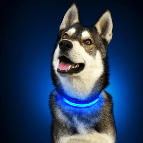 PARENCE – Collier Lumineux pour Chien, 3 Modes (M)